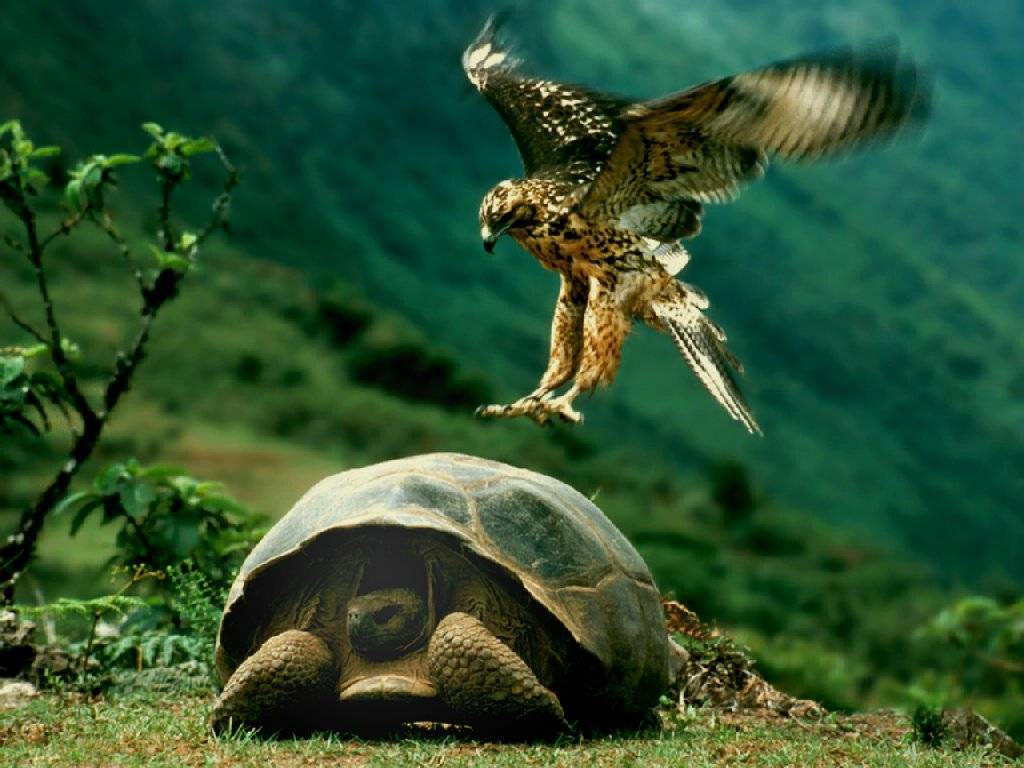 Кожистая черепаха. образ жизни и среда обитания кожистой черепахи, морская кожистая черепаха