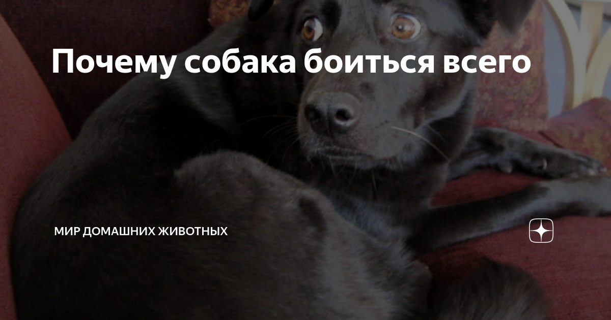 Почему собака часто дрожит? распространение данного симптома, список болезней, тактика диагностики, лечения и профилактики