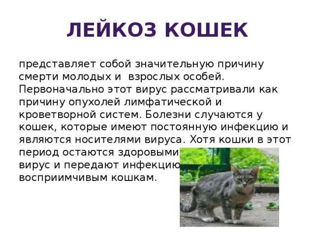 Лейкоз кошек - неовет24 сеть ветеринарных клиник