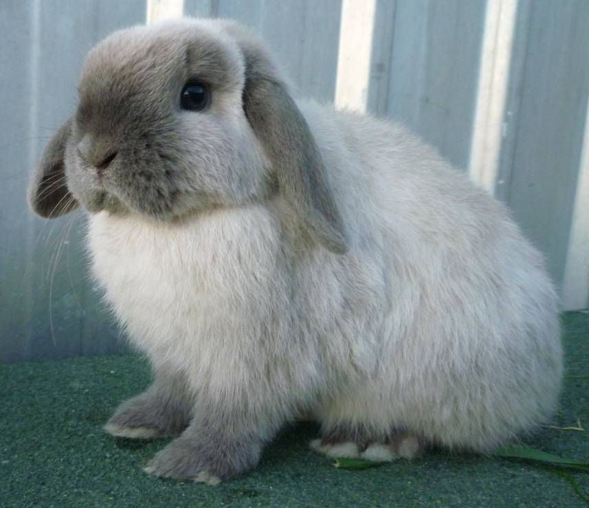Кролики породы баран и их особенности от а до я
