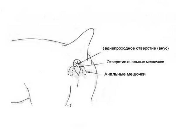 Сосудистые звездочки: что такое купероз и как от него избавиться?