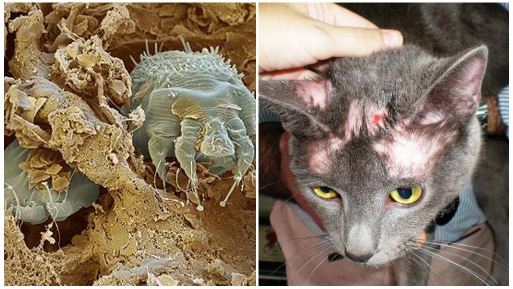 Лечение микоплазмоза у кошек  | ветеринар купарев леонид