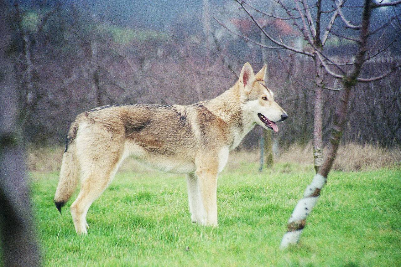 Порода волчья собака сарлоса и ее характеристики с фото
