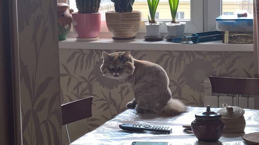 Как отучить кошку лазать по столам, полезные советы