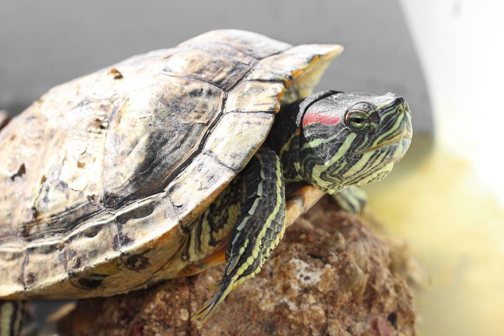 Что делать, если красноухая черепаха не открывает глаза? возможные причины, лечение