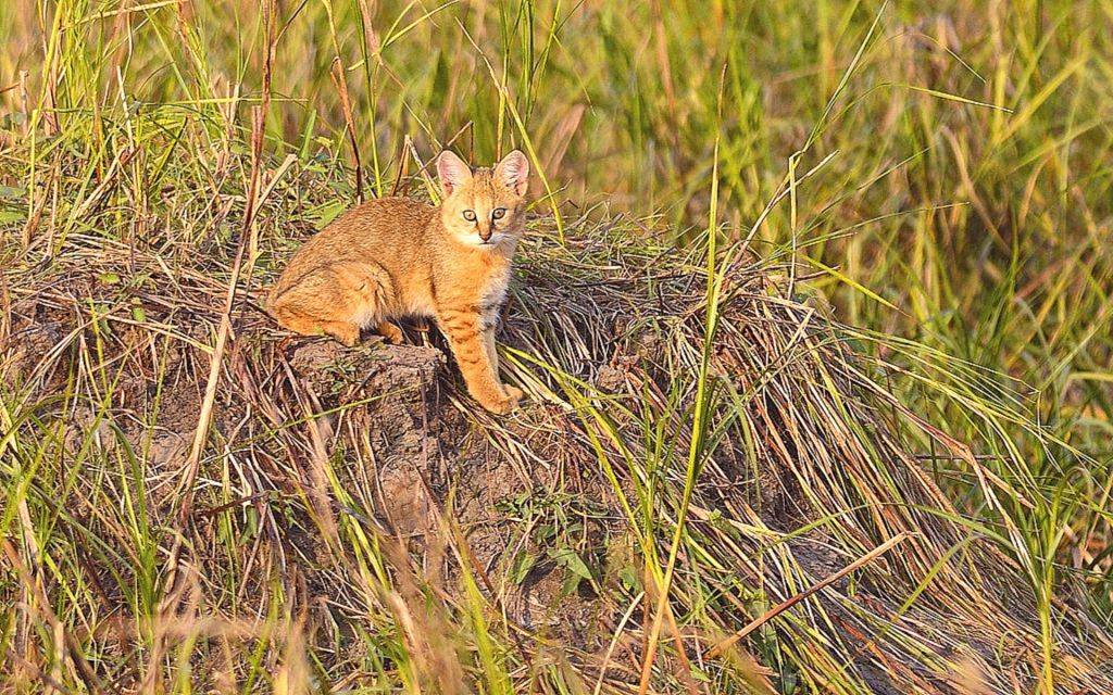 Камышовый котенок фото