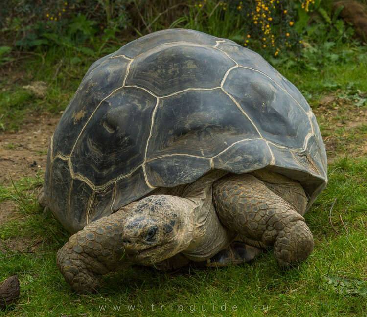 Харриет (черепаха) -  harriet (tortoise)