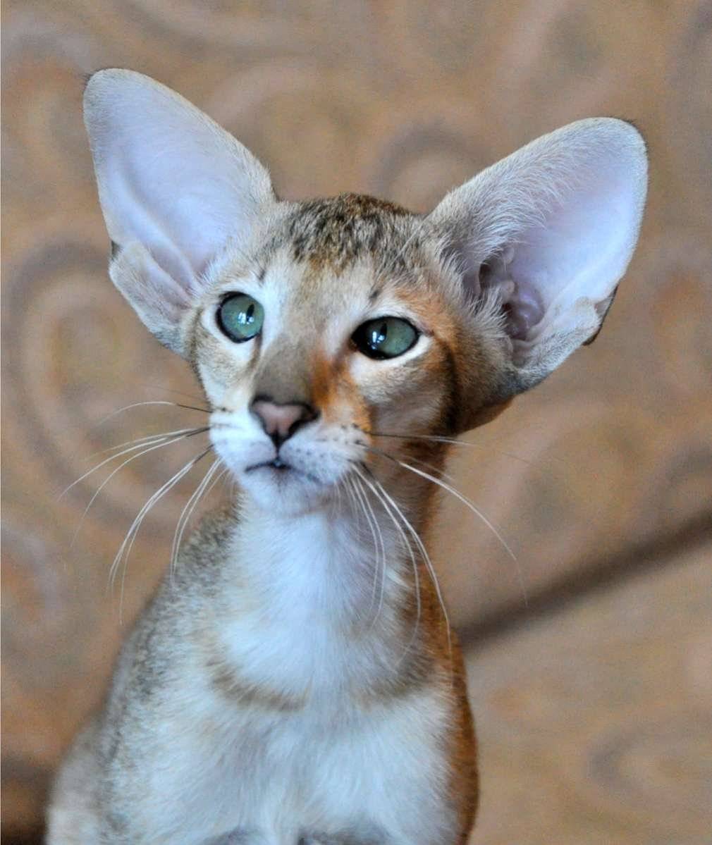 Порода кошек с большими ушами и вытянутой мордой: как называется? | страж чистоты