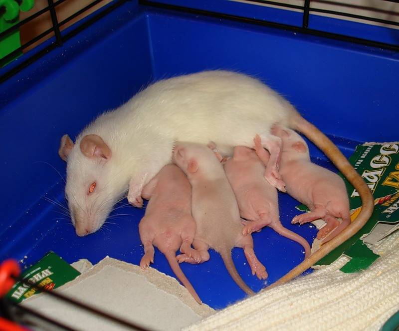 Как выглядят и в чем нуждаются маленькие крысята