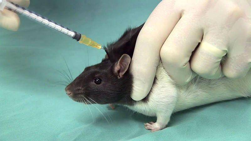 Инфекционная пневмония. крысы