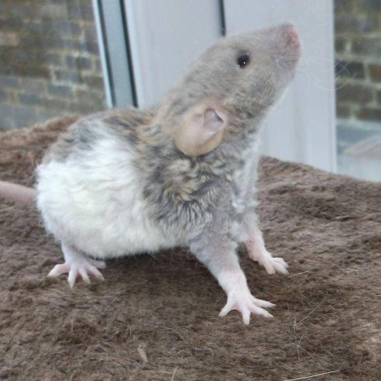 Виды и породы декоративных крыс