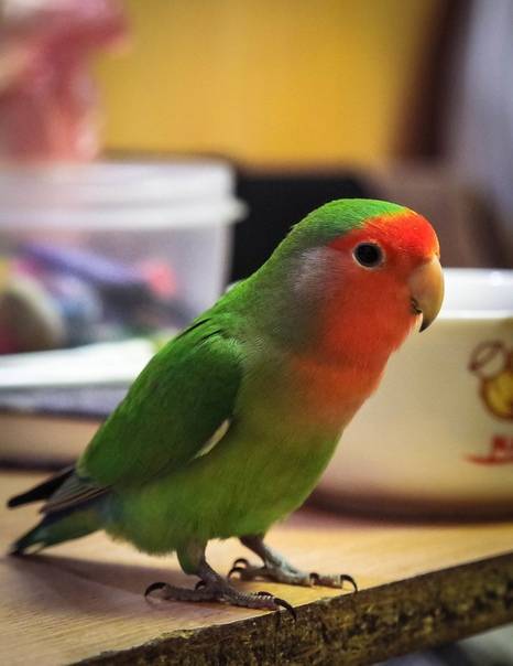Окрасы волнистых попугаев - цвета, фото разных окрасов