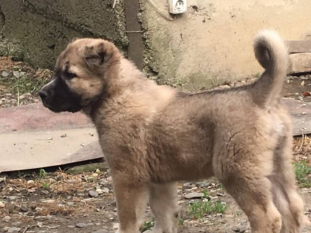 Все об армянском волкодаве, гампре: как выглядит взрослая собака, маленькие щенки