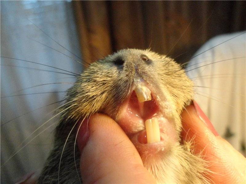 Как подстричь зубы морской свинки
