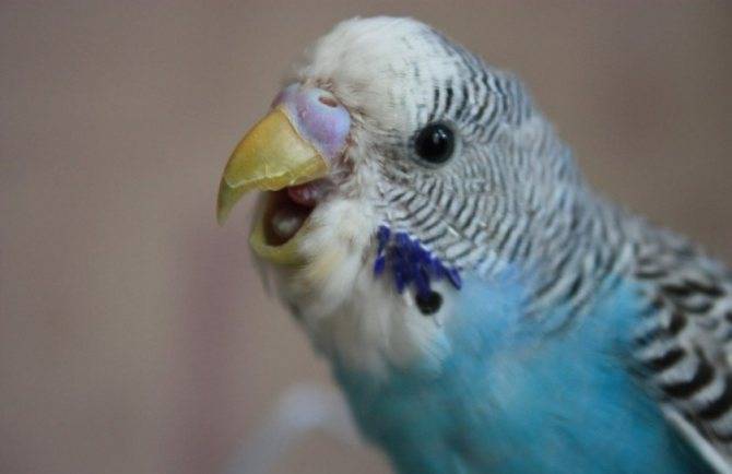 Болезни попугаев корелла: симптомы и лечение