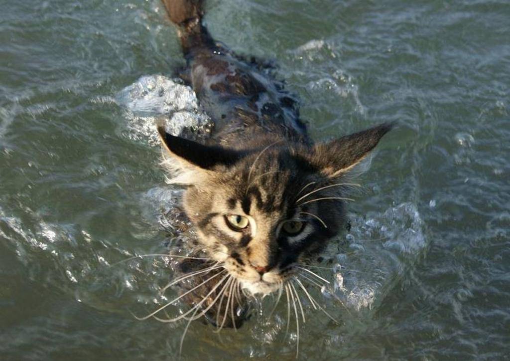 ᐉ породы кошек которые любят воду? - zoomanji.ru