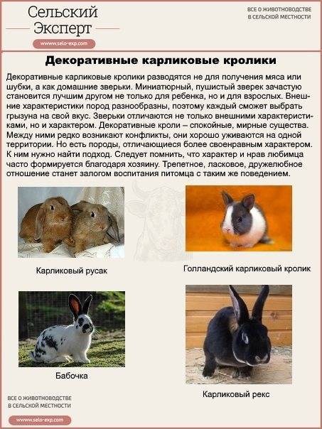 Список лучших пород кроликов