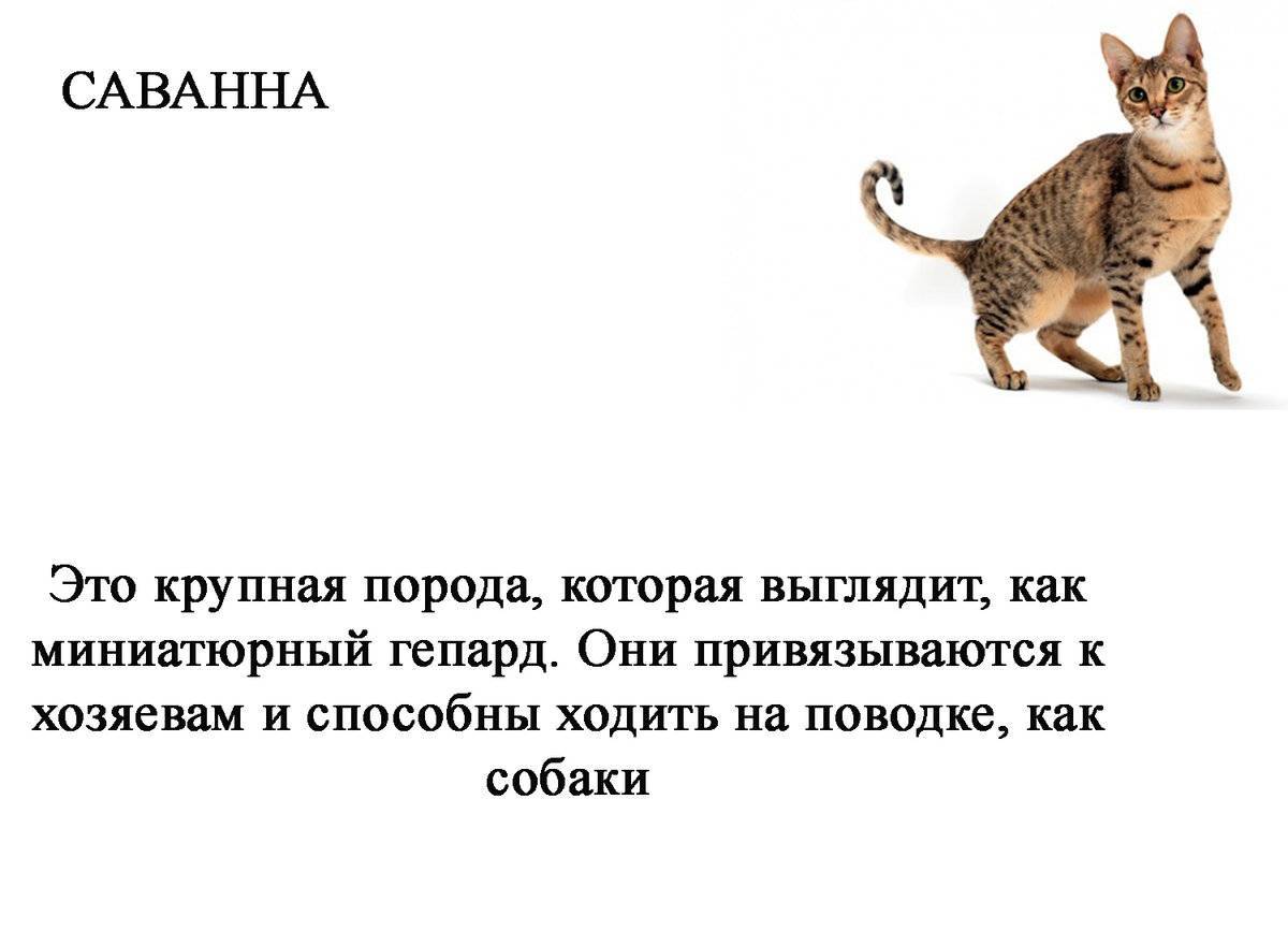 Их остались десятки во всем мире: исчезающие по вине людей породы кошек