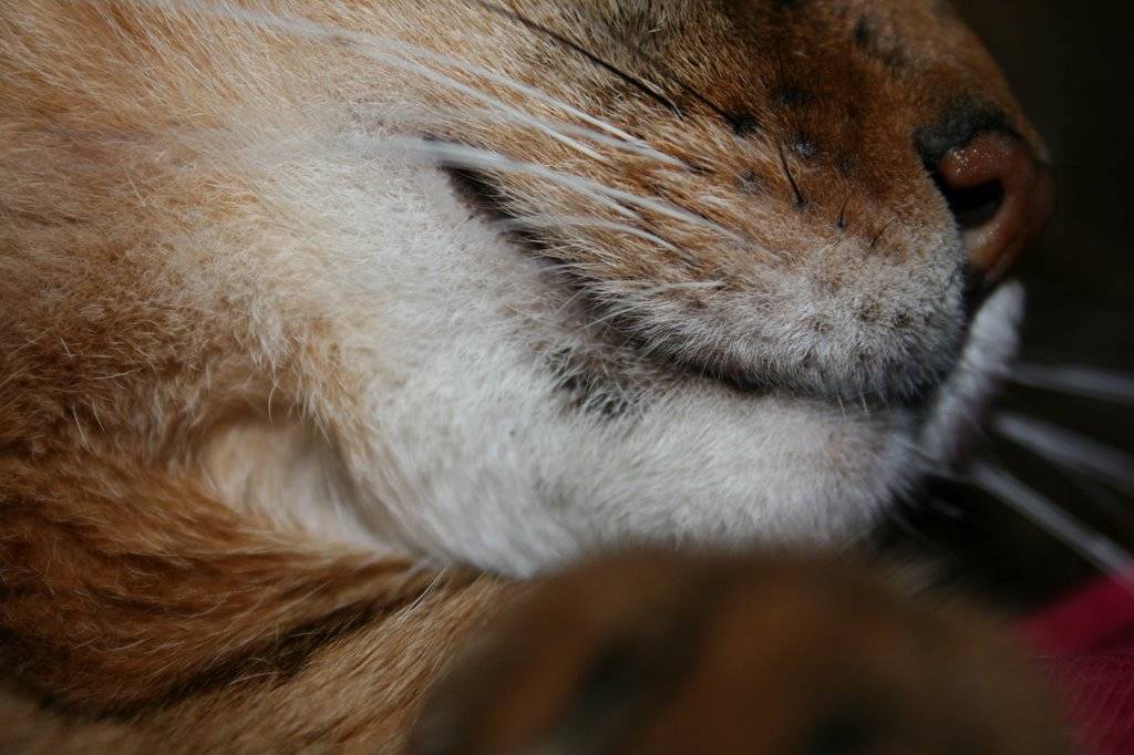 Эозинофильная гранулема у кошек: лечение, симптомы, препараты