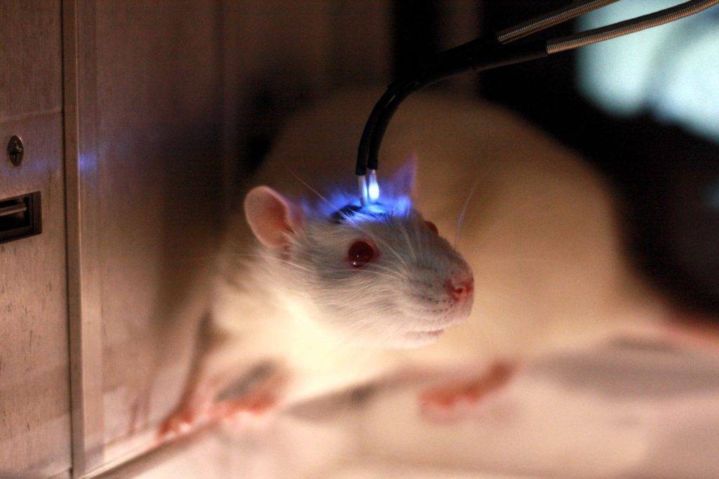 Как видят крысы в темноте и при свете