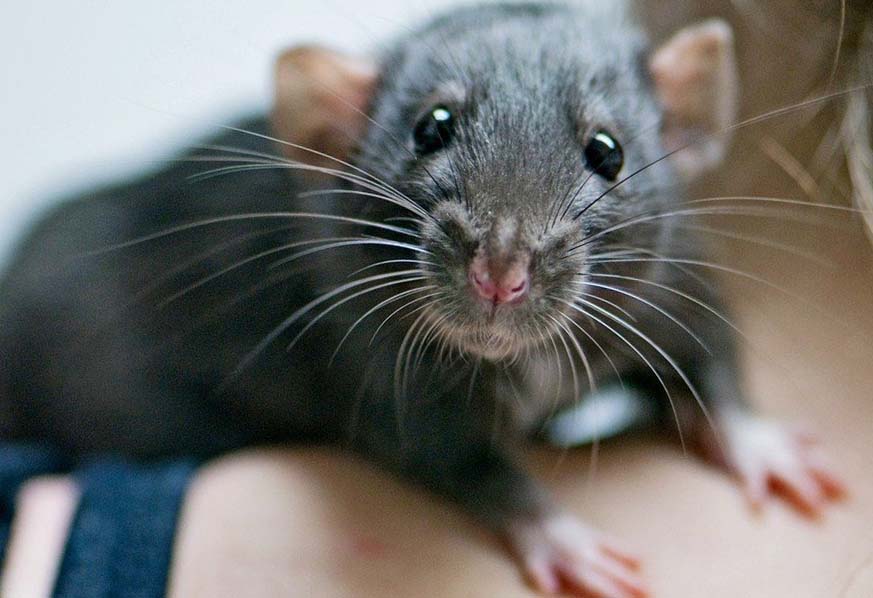 Как декоративной крысе подстричь когти