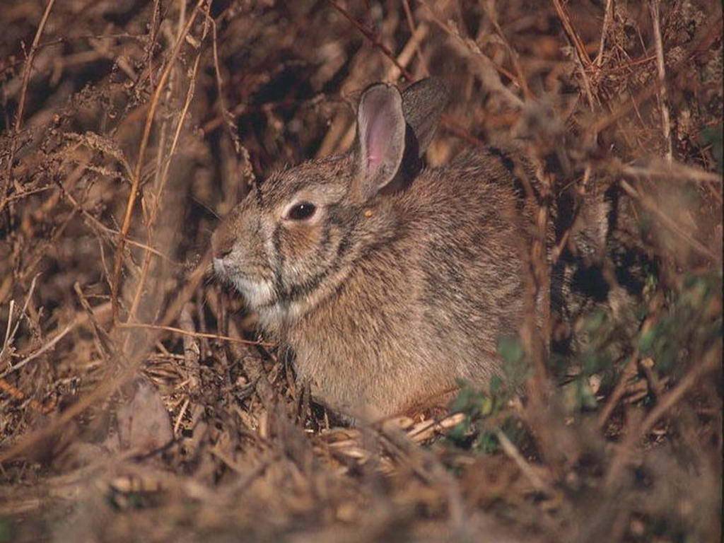 Дикие кролики: история происхождения, внешний вид, образ жизни