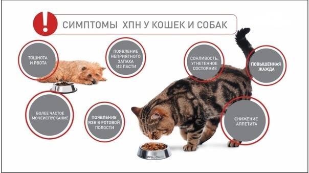 Как проявляется пищевая аллергия у кошек: признаки, выбор корма при аллергии