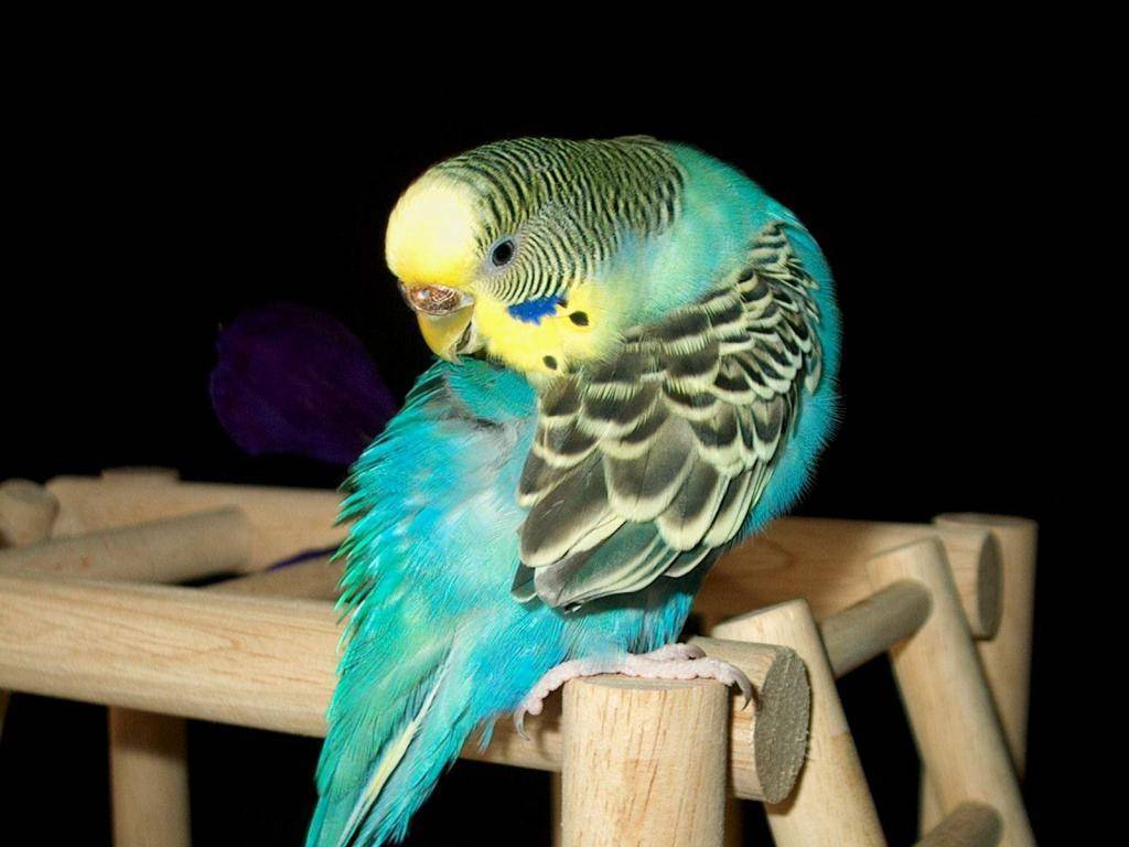 Какие существуют интересные имена для попугаев корелла