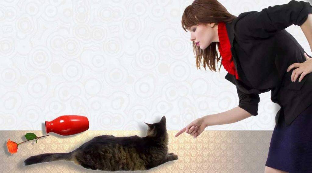 Как отучить котенка гадить в неположенном месте: быстро и просто