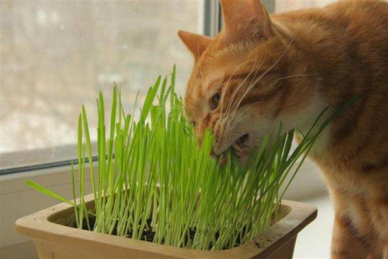 Трава для кошек: какую любят, как вырастить