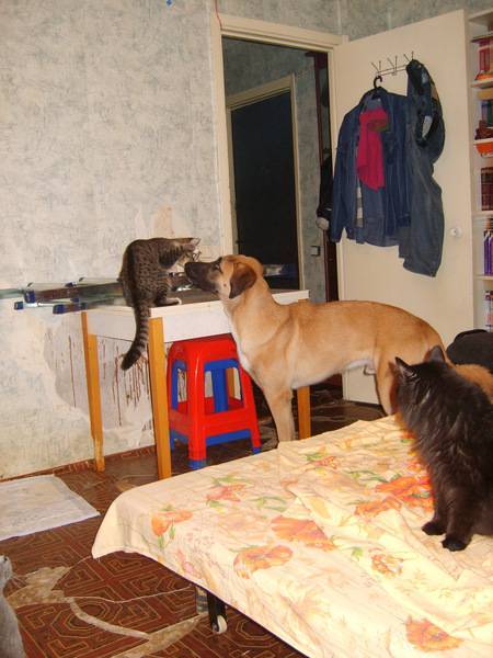 Кошка в квартире или частном доме: где лучше жить домашним животным? — forlove