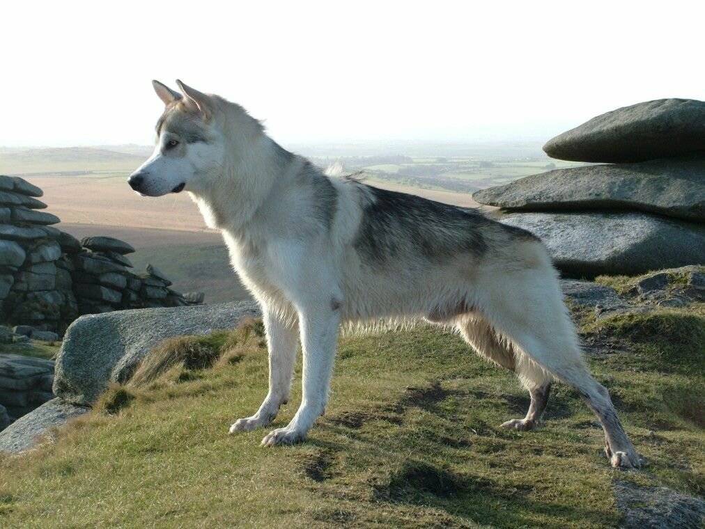 Северный инуит: описание породы собак, похожей на волка