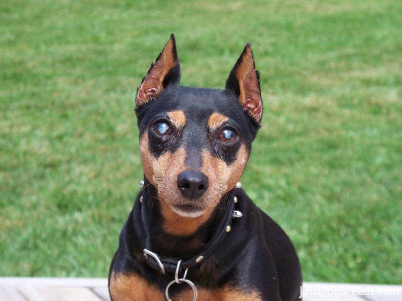 Карликовый пинчер (цвергпинчер) - описание породы и характер собаки