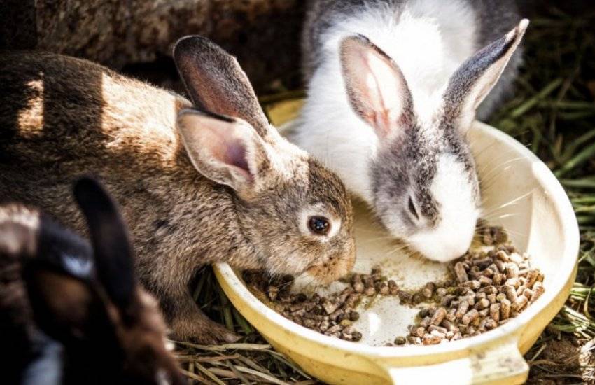 Можно ли обычным и декоративным кроликам давать свежие яблоки