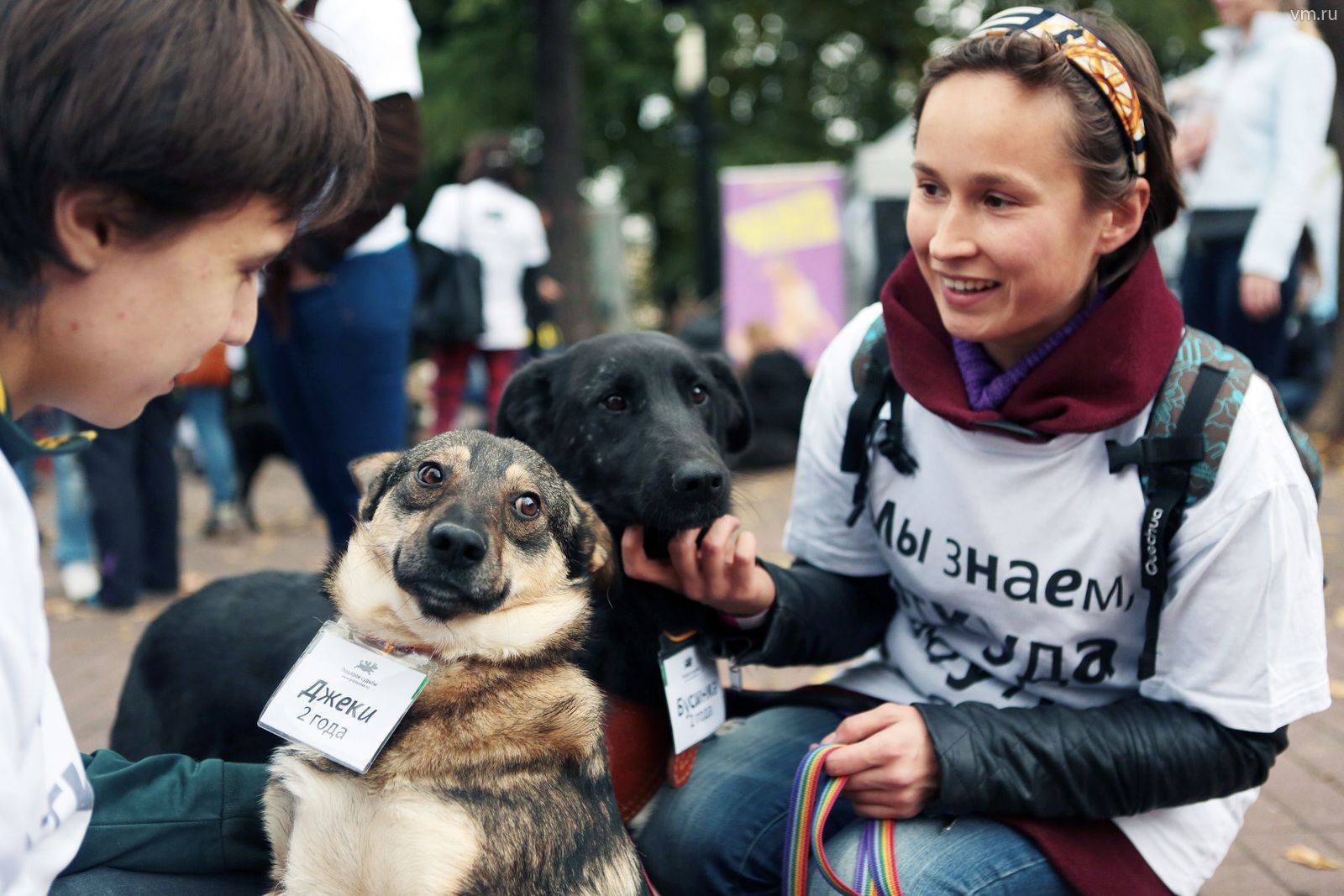 Выставка бездомных собак из московских приютов