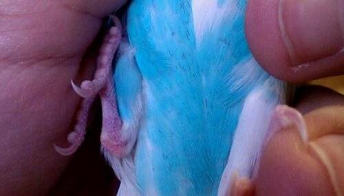 Обновлено) опухоль или шишка у попугая: под хвостом, под крылом, на животе, спине, шее, грудке