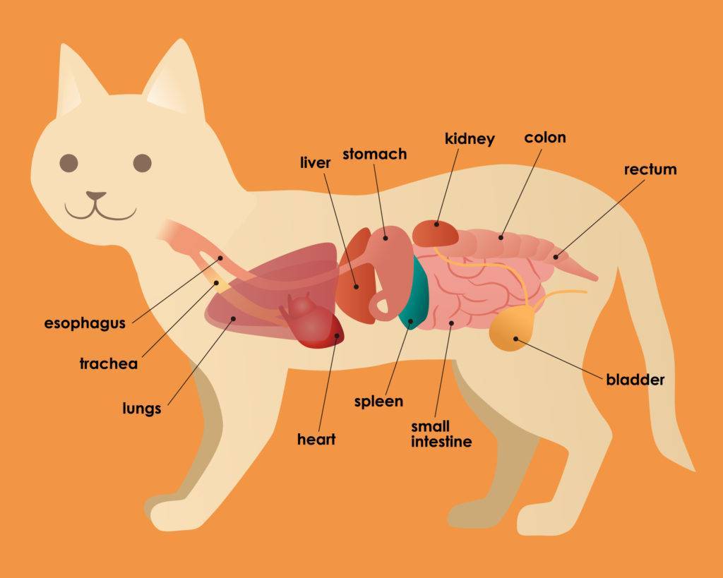 Особенности строения кошек