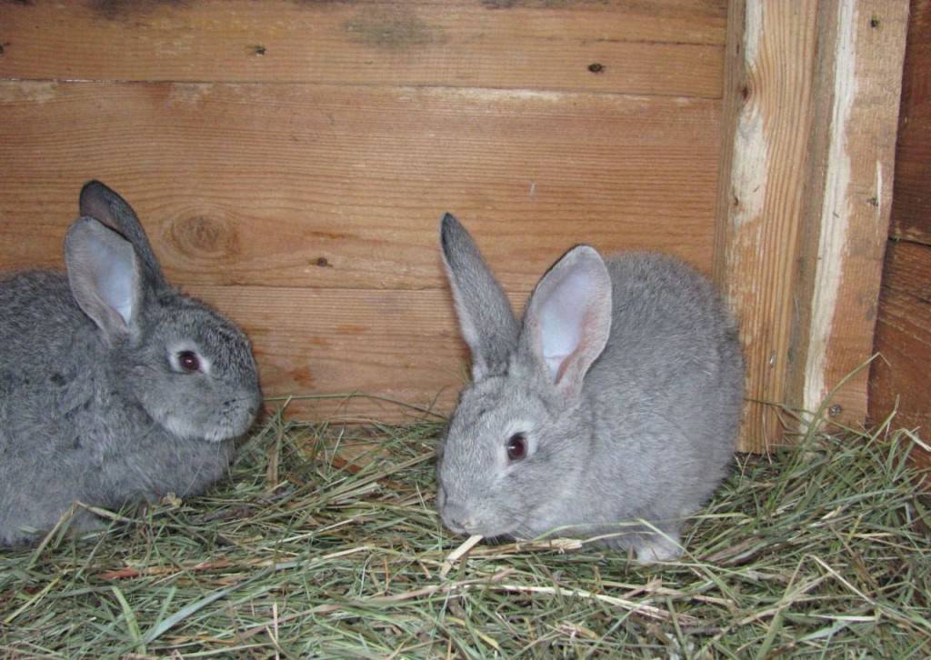 Кролики мясных пород: как выбрать кроликов которые быстро растут