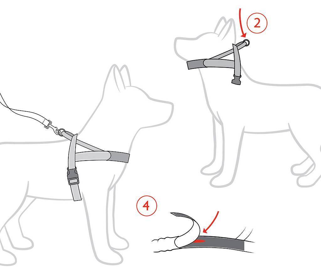Шлейка для собак: что нужно знать и как правильно одеть