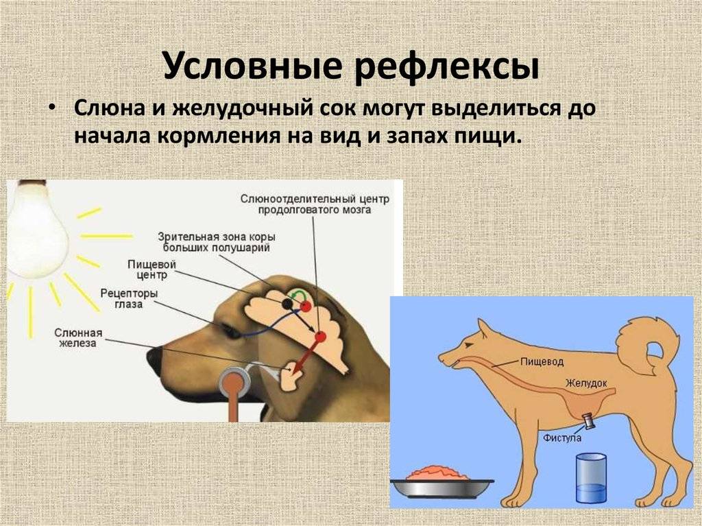 ᐉ собака павлова, что это – эффект собачки - zoomanji.ru