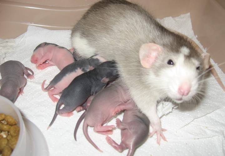 Происхождение декоративных крыс