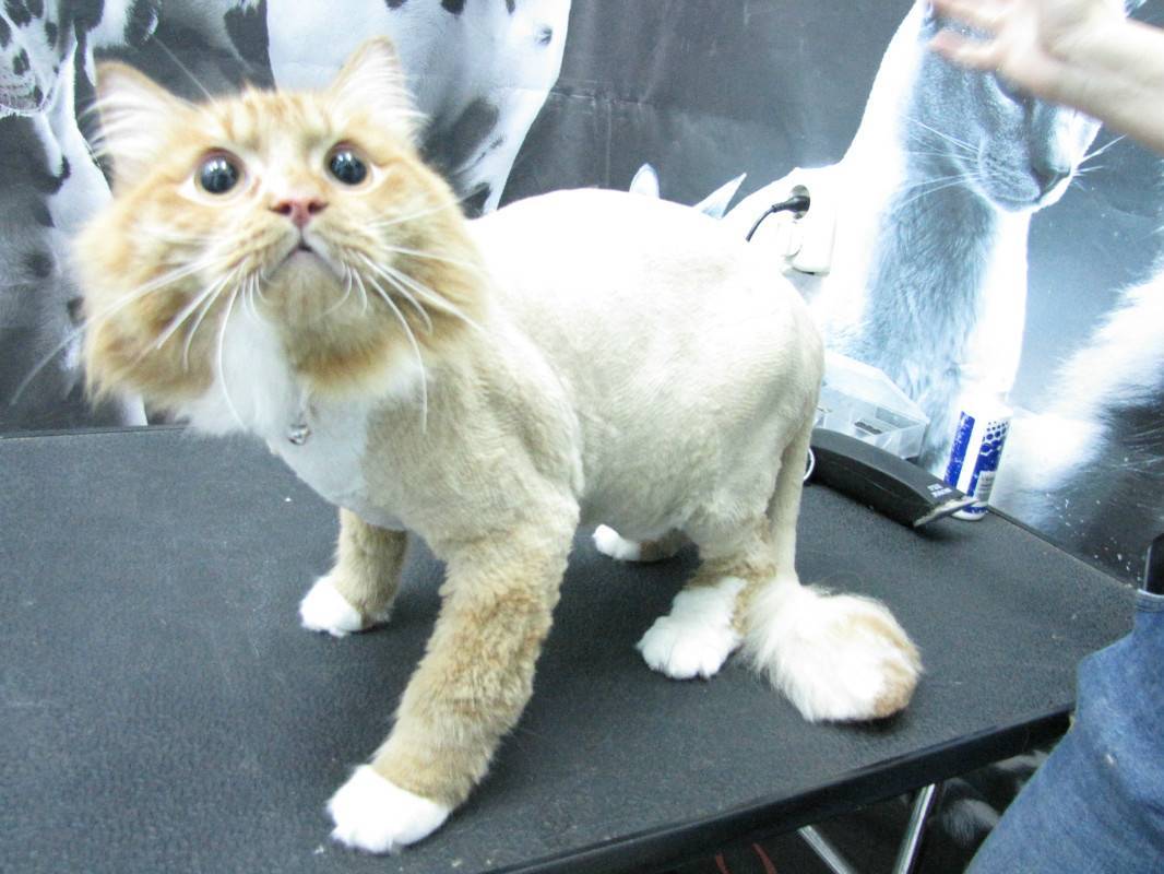 Можно ли брить кошек летом налысо