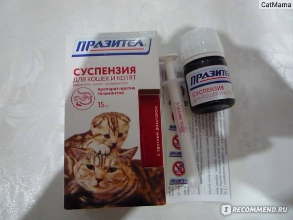 Таблетки от глистов для кошек: виды, дозировка, как часто давать