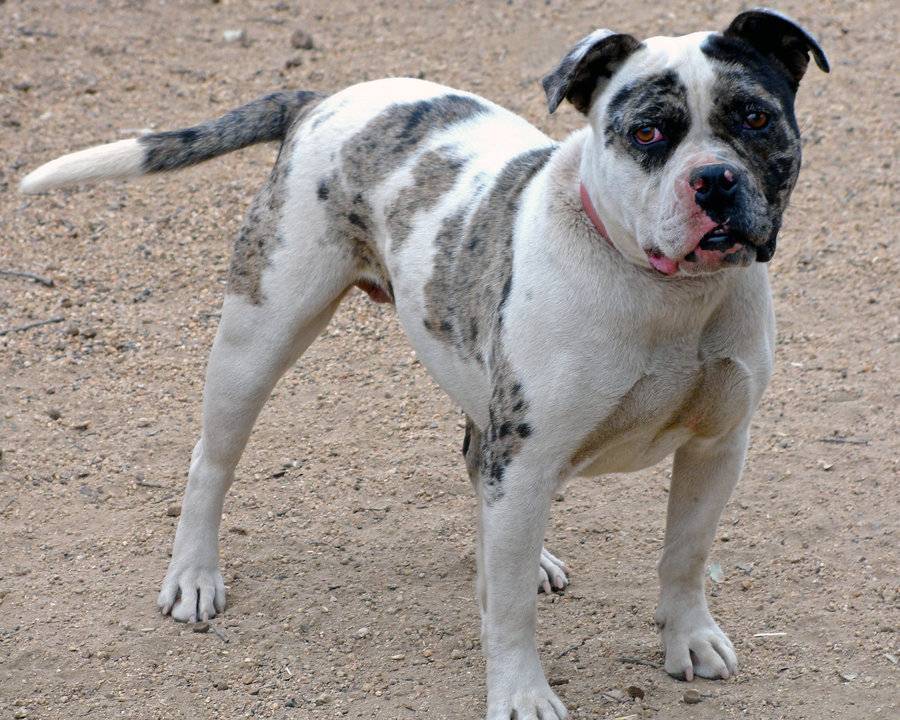 Алапахский чистокровный бульдог (отто) — фото, описание породы, особенности собаки