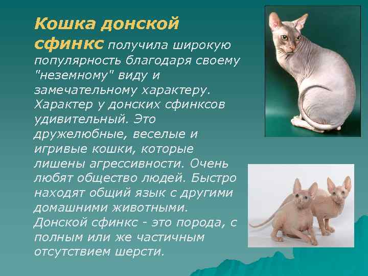 Лысые кошки — канадский и донской сфинкс: описание породы, отличия, окрасы, уход. чем кормить лысых кошек сфинксов, как содержать: рекомендации