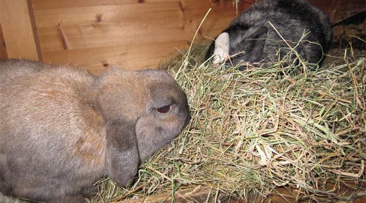 Какую траву можно и нельзя давать кроликам: фото и названия
