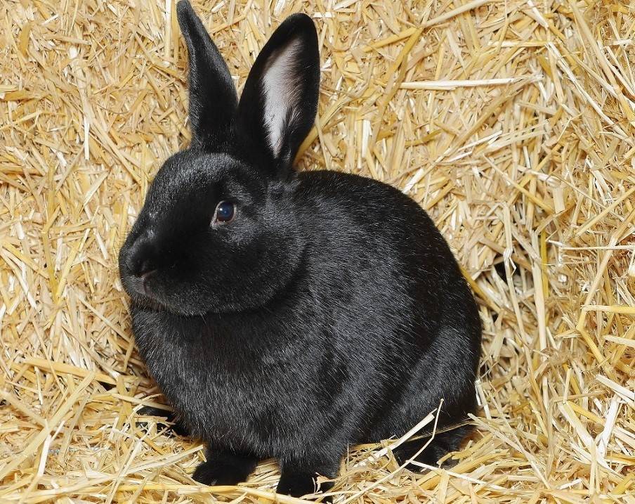 Кролик рекс: фото, описание породы, содержание и уход, разведение