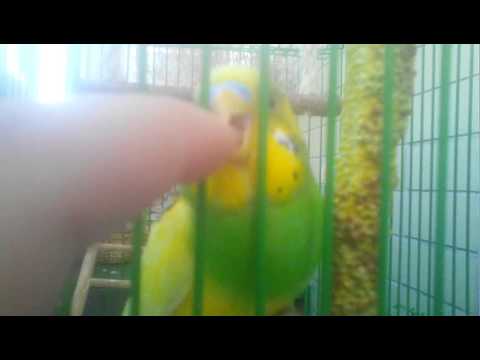 Почему кусаются попугаи? | питомец