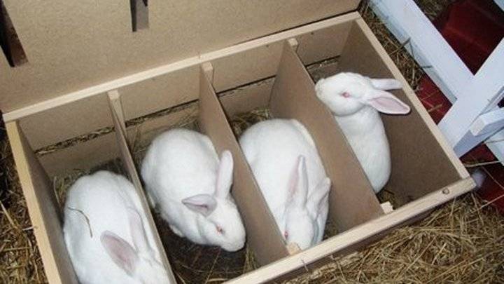 Сколько лет держать крольчиху для потомства? сколько живут кролики?