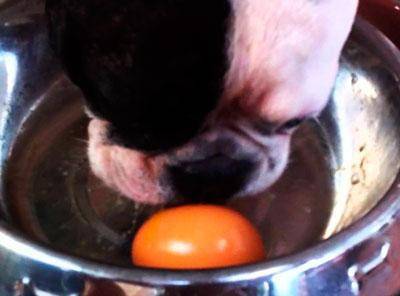 Картофель для собак — преимущества и побочные эффекты